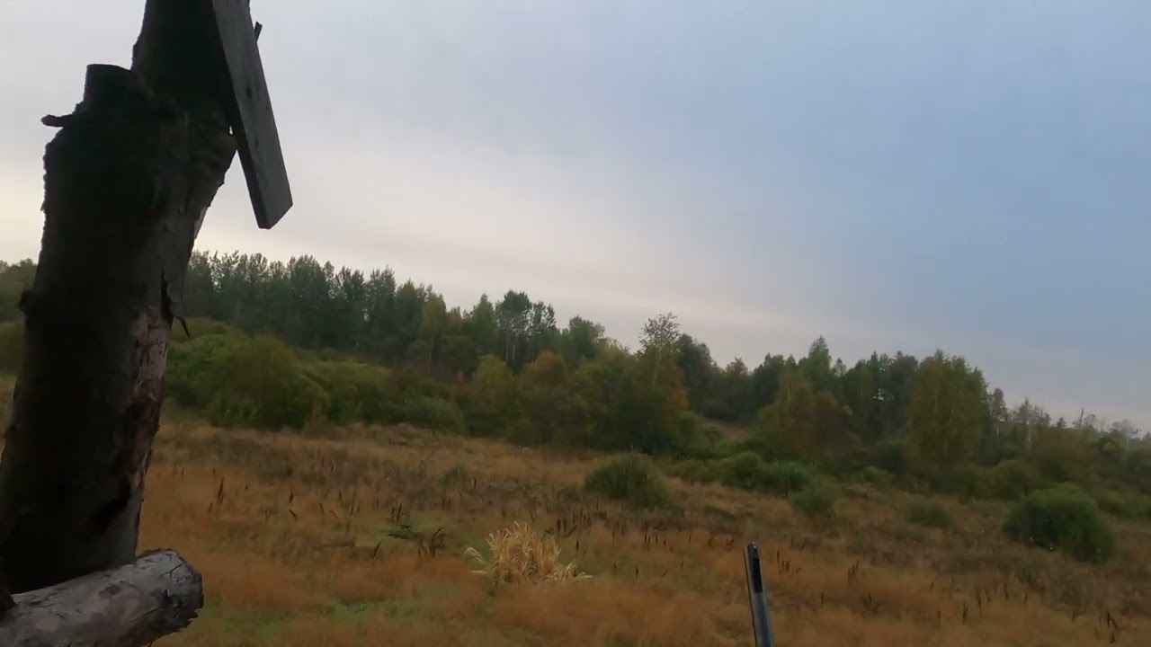 Охота на лося на вабу 16 09 22