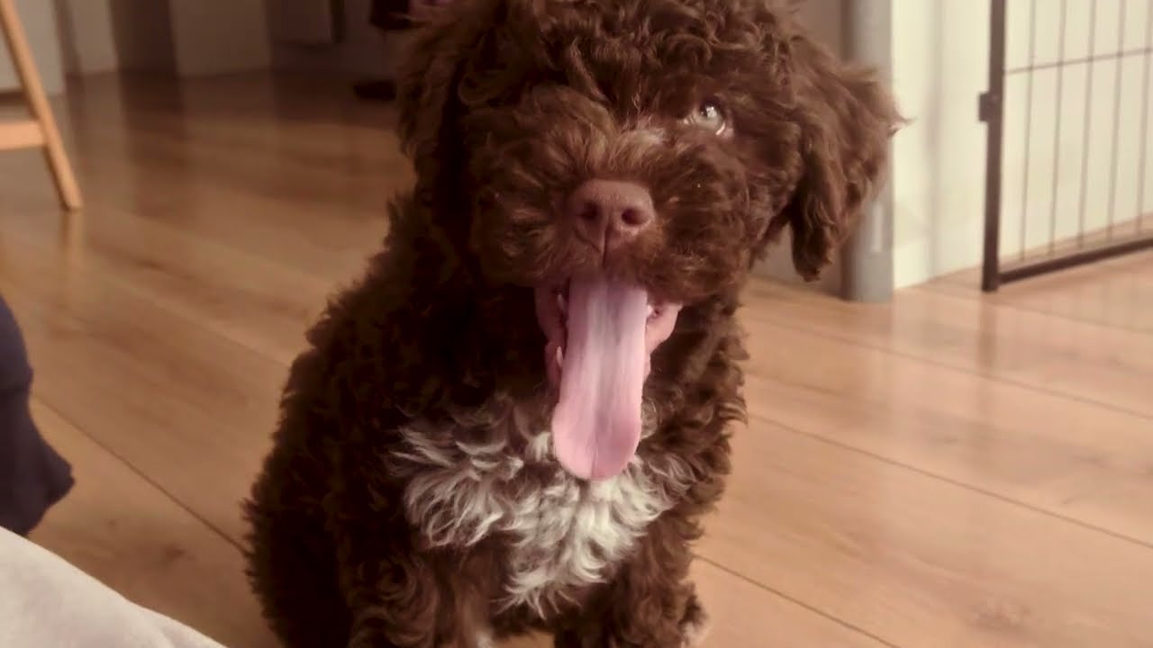 Lagotto Romagnolo 8 weeks puppy | First day together