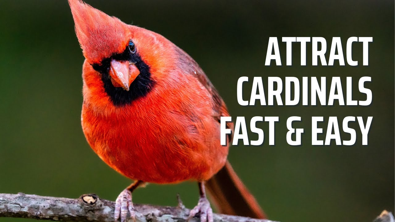 15 Proven Tips to Attract Cardinals to Your Yard the Fast, Easy, and Safe Way!