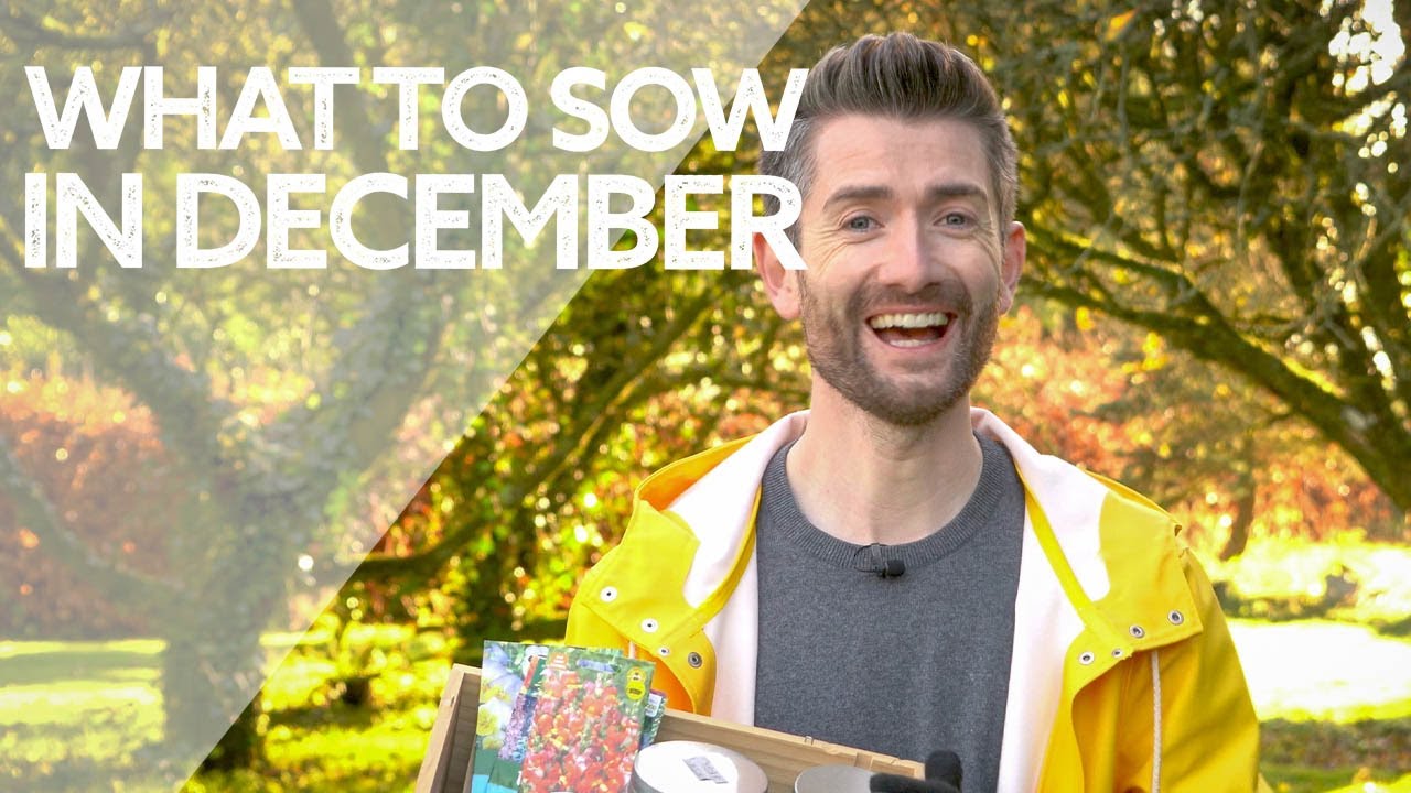 What Flowers to Sow in December | Winter Flower Sowing