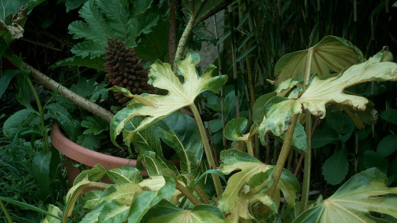 Fatsia japonica annelise timelapse world first