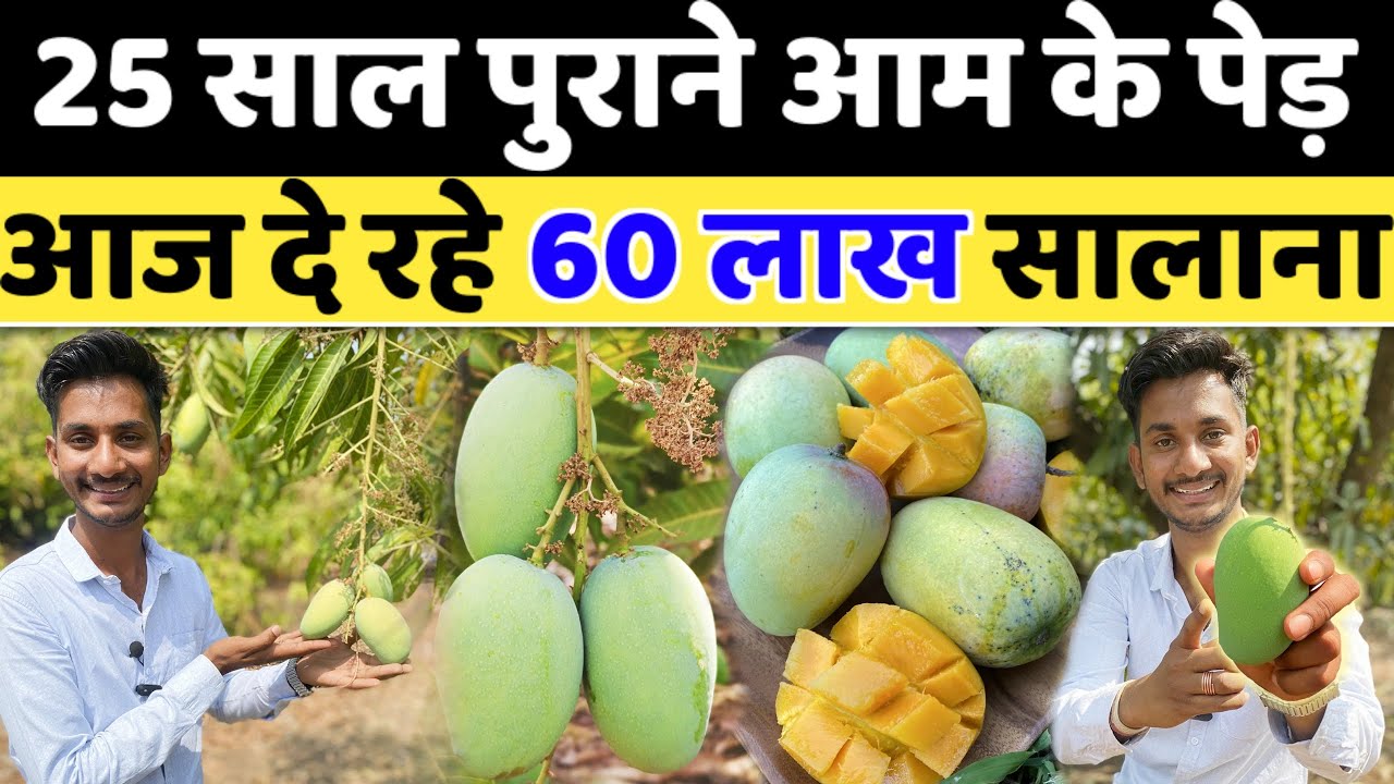 केसर आम से सालाना 60 लाख || Gir Kesar Mango Farming || gir kesar aam ki kheti