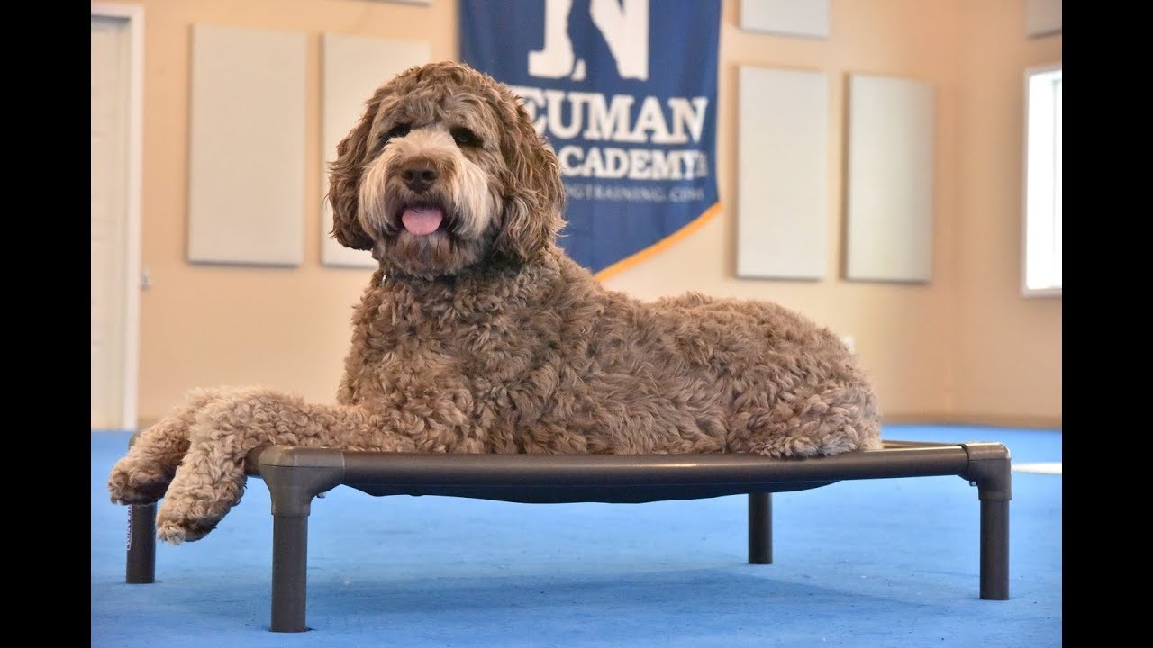 Paddington (Newfypoo) Boot Camp Dog Training Video Demonstration
