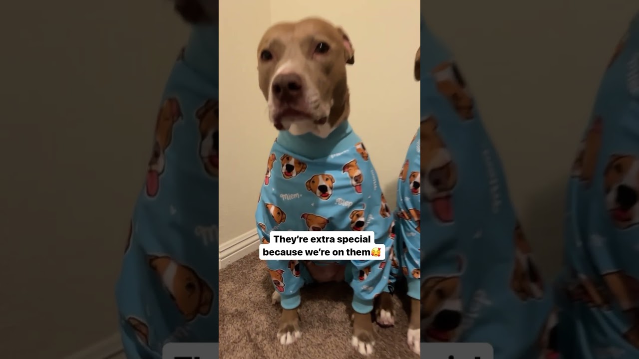 Our bedtime routine 😴🩵 #shorts_ #grwm #cutee #dogshorts #pitbulls #cuteness #dogstagram