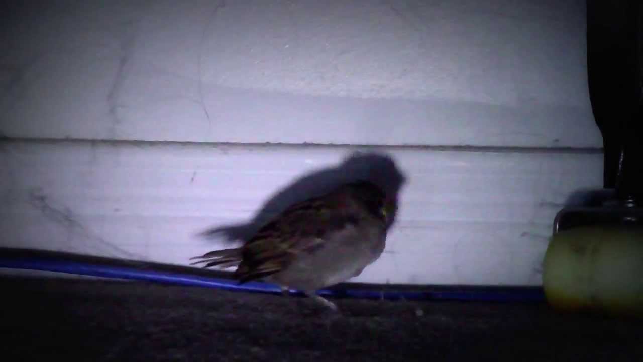 Jack-in-the-box Sparrow
