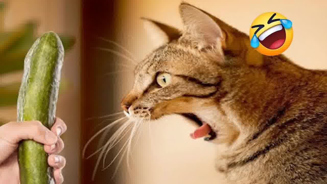 Funniest Cats And Dogs Videos😂- Best Funny Animal Videos 2024😹🐶