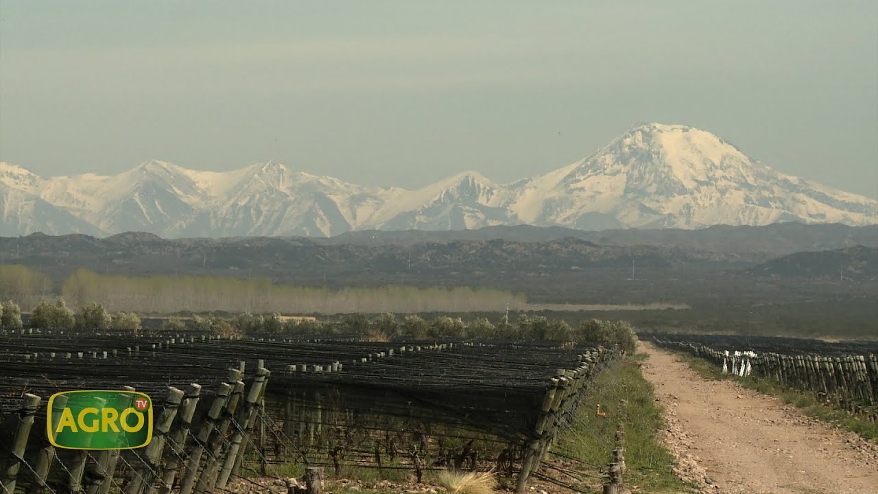 Grupo Avinea: Vitivinicultura de precisión del mayor prod. de vino orgánico de Arg (#999 2022-10-01)