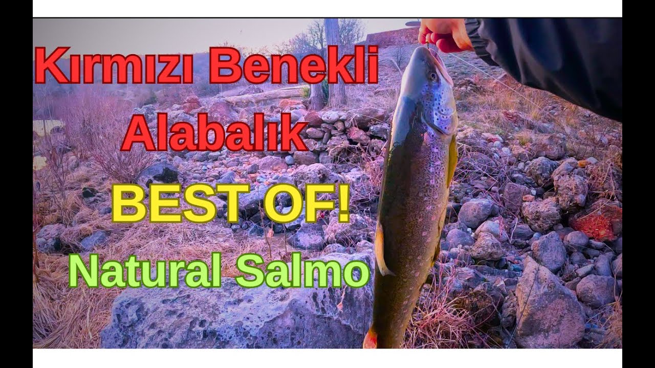 Kırmızı Benekli Alabalık En İyiler / BEST OF NATUREL SALMON-TROUT #troutfishing #balıkavı #fishing