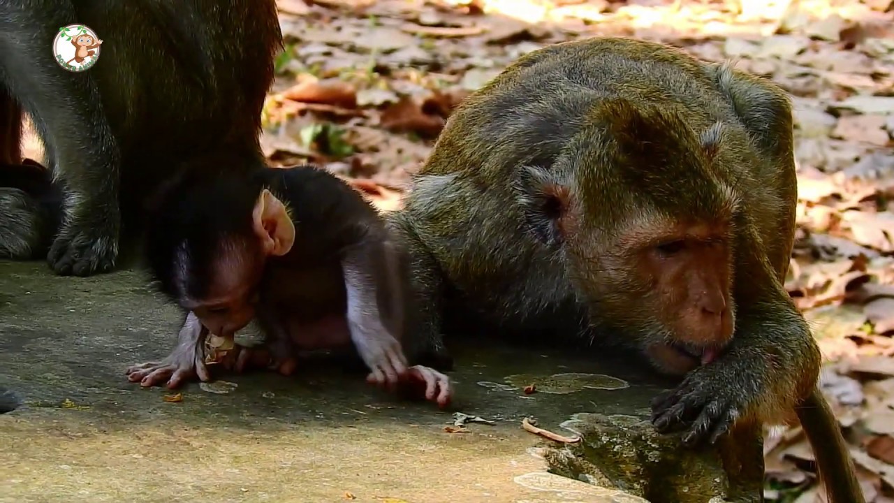 APRIL WANNA BE QUEEN FROM HER MOTHER DAISY. #MONKEY