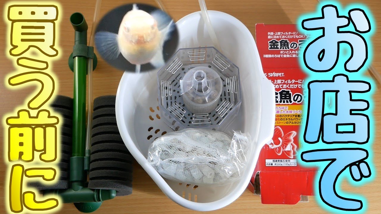 お店でグッピーを買ってくる前に、やるべきことを語ってみた。血を薄めます！【ふぶきテトラ】