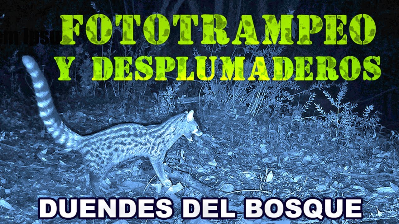 Duendes del bosque. Fototrampeo y desplumaderos.