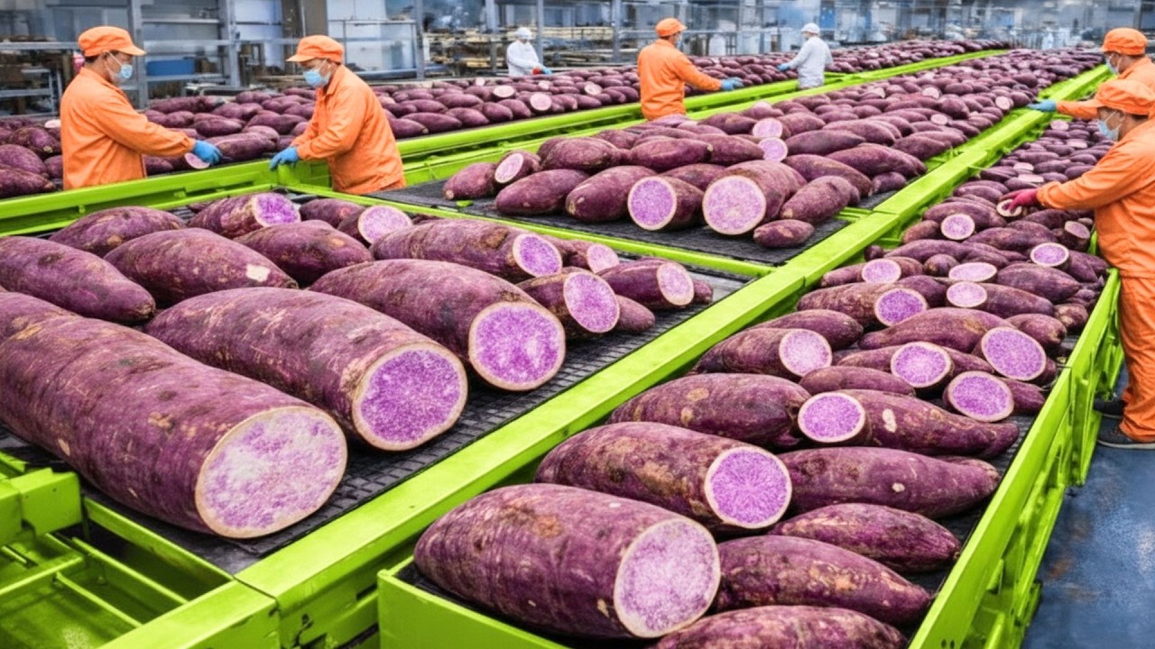 INSIDE A PURPLE SWEET POTATO PROCESSING PLANT LIKE YOU’VE NEVER SEEN