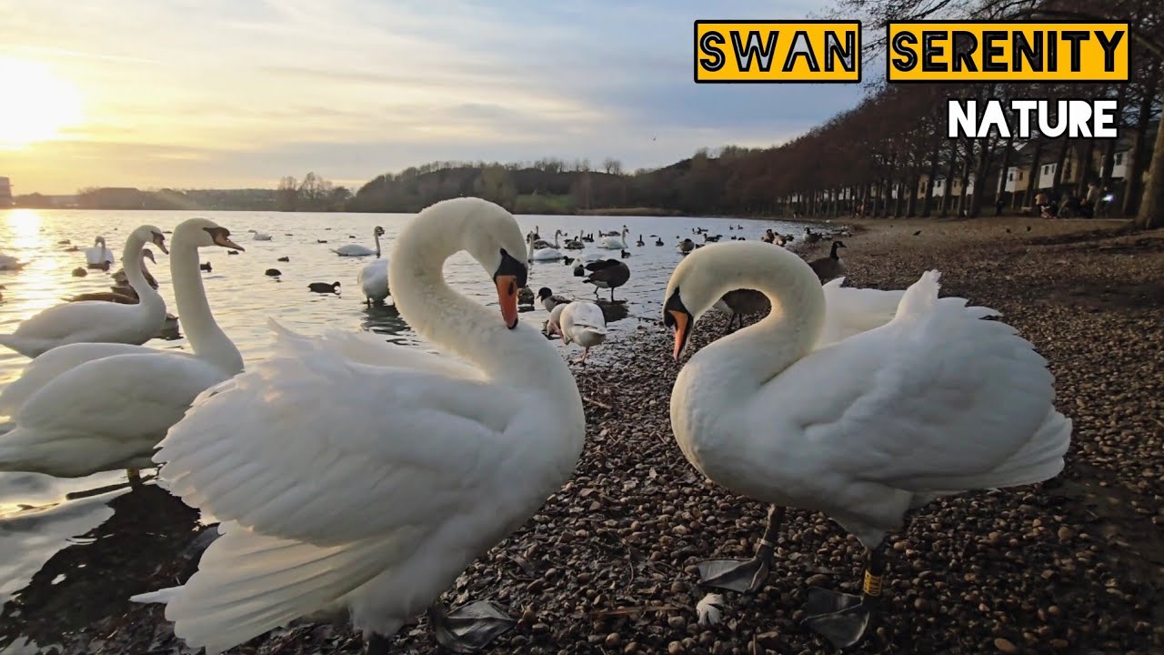 Sunset Reflections: Swans and Waterfowl on a Tranquil Lake | Swan Serenity 