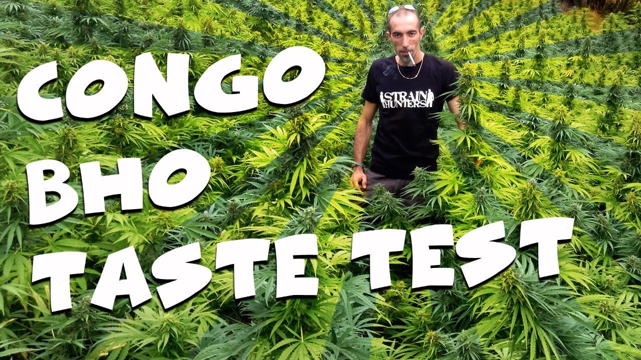 CONGO BHO - Tasting this strain after 3 years of hunting...