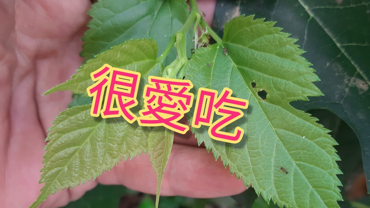 水晶蝦，怎麼煮菜菜