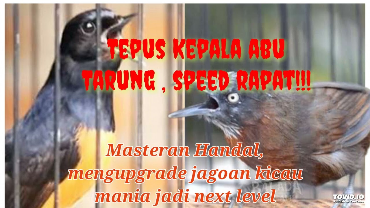 Tepus Kepala Abu, Gacor speed rapat,Masteran Handal, mengupgrade jagoan kicau mania jadi next level