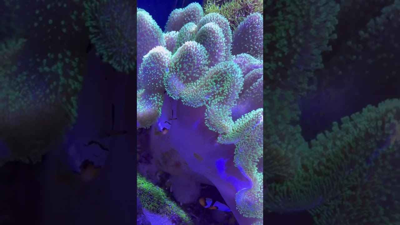 Clown Fish Hosting a XXL Toadstool Leather Coral 