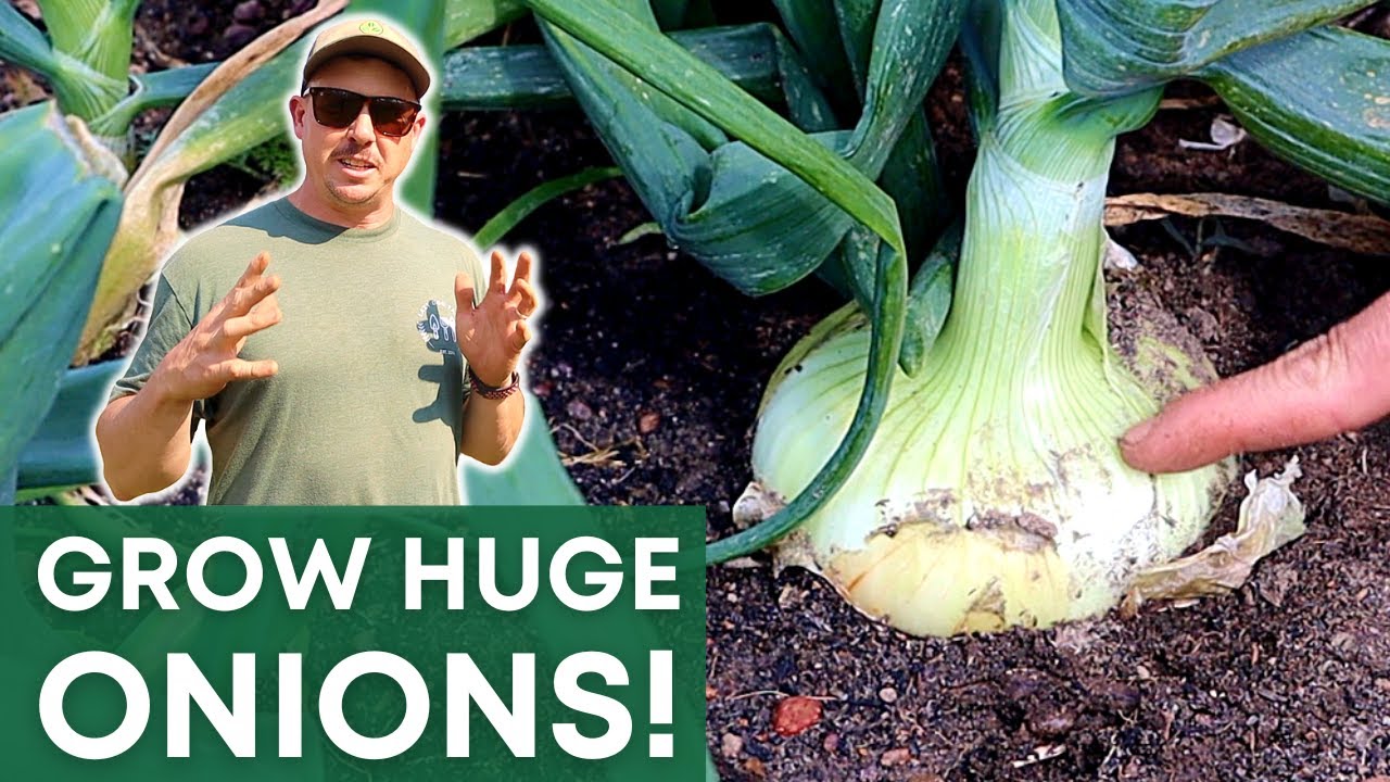 THE BIG SECRET to GROWING BIG ONIONS!