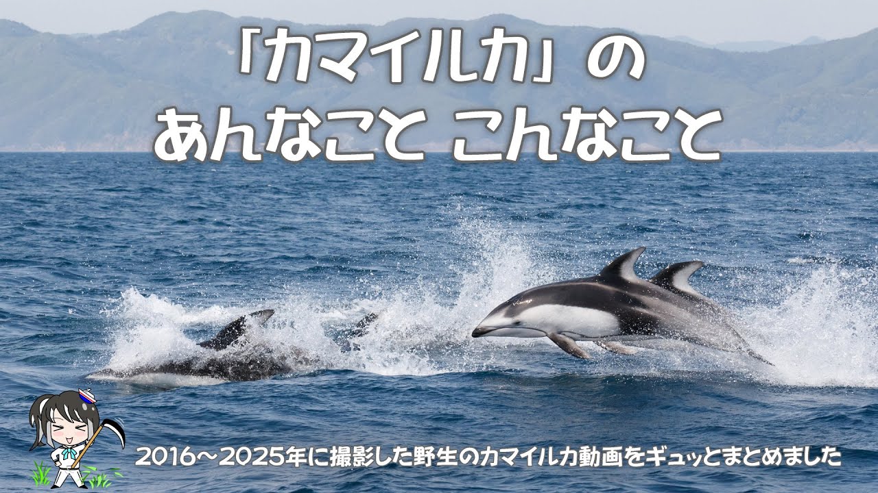 「カマイルカ」の あんなこと こんなこと（2016～2025）