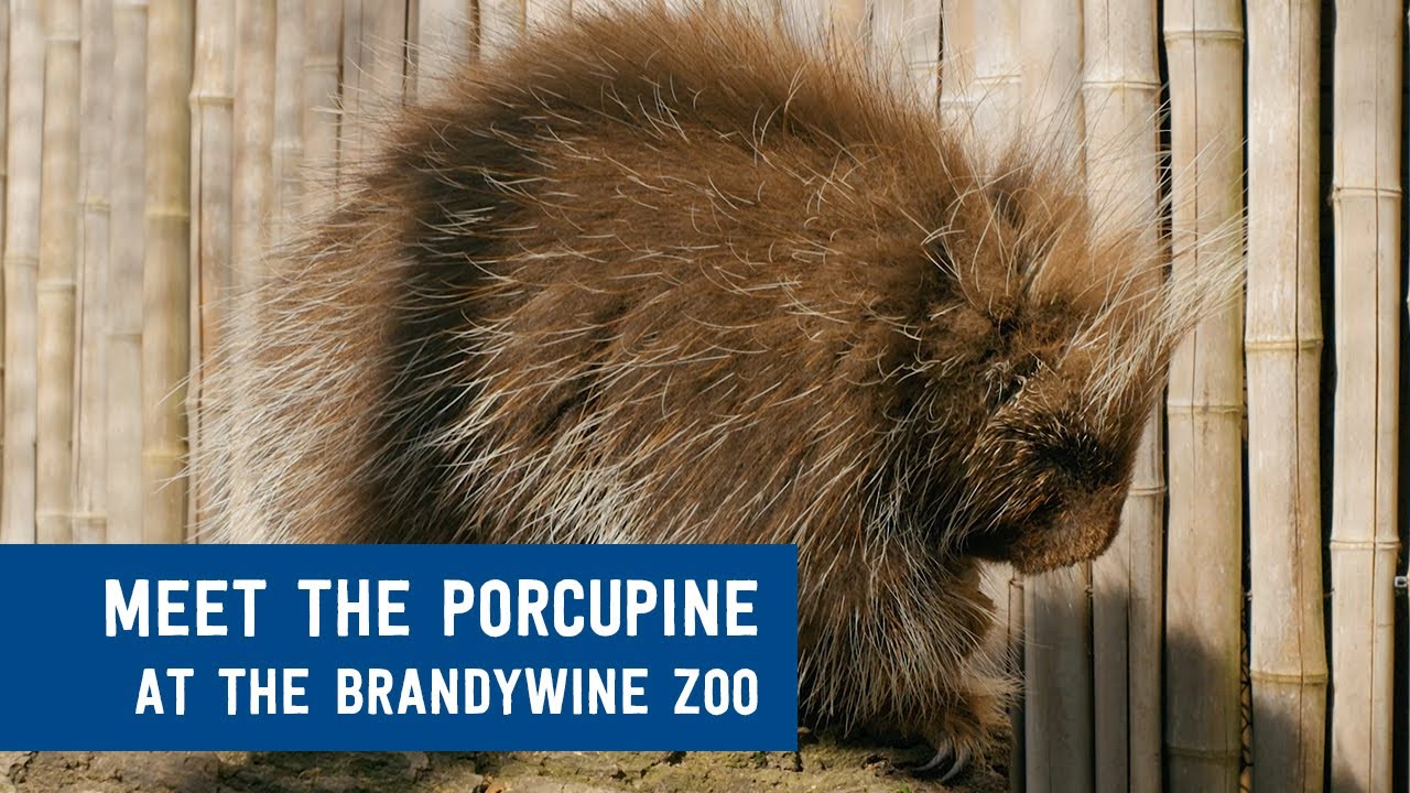 Meet the Porcupine at the Brandywine Zoo