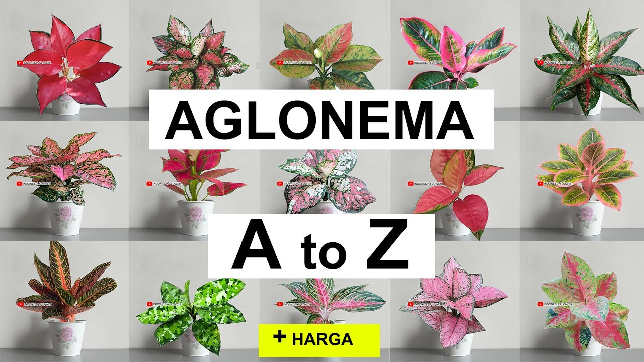 Nama-nama AGLONEMA dari A - Z , dilengkapi Harga (Aglaonema)