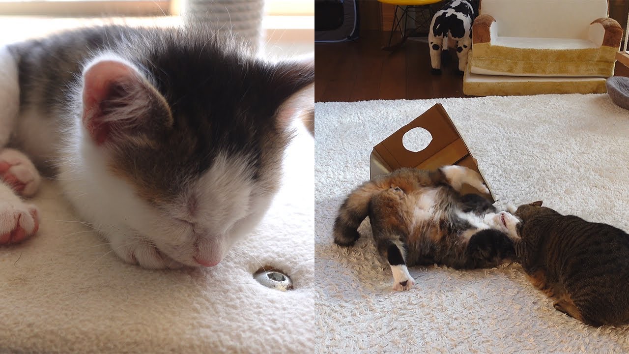 子ねこが寝ている間にハメを外す大きなねこ。-While Kitten Miri is sleeping, Maru&Hana play a lot.-