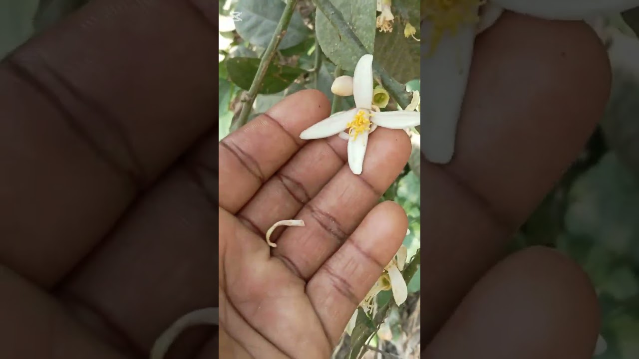 🤔🌹বসন্ত বাতাসে হাওয়া বইছে মন মগ্দ হয়ে যাই আহা কি আনন্দ 🌹#short video #