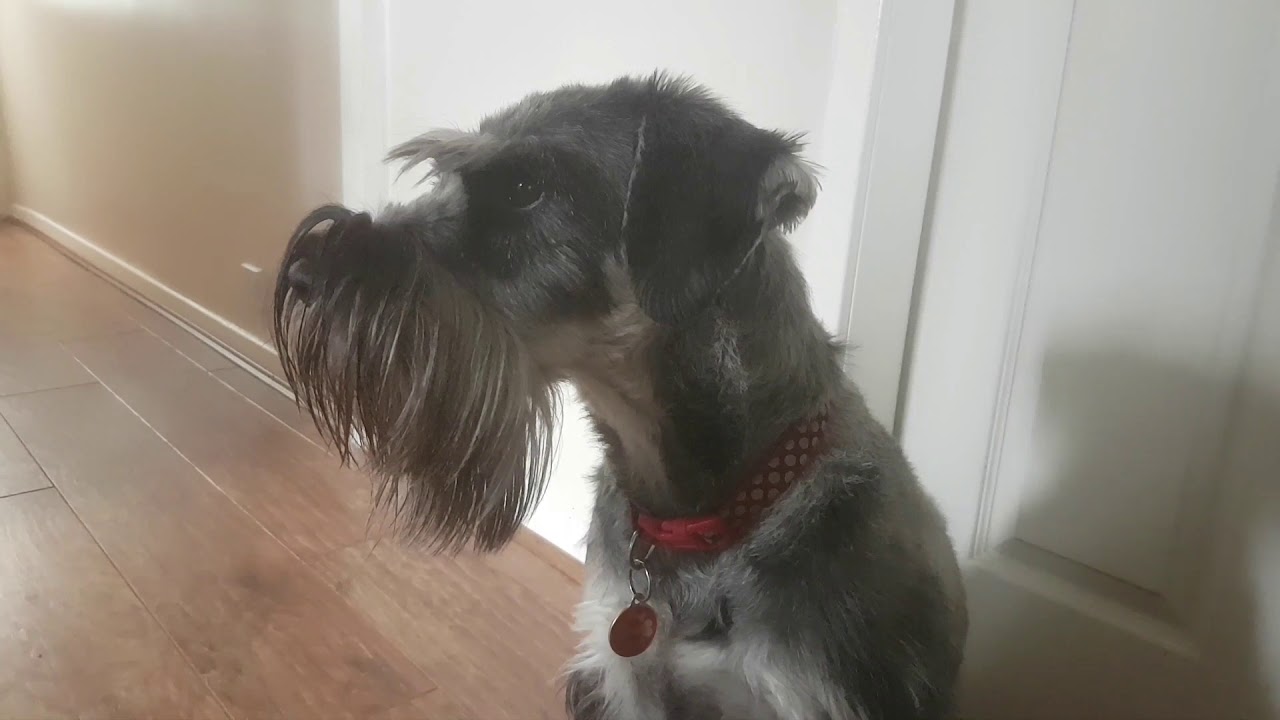My Standard Schnauzer telling me the postman's coming