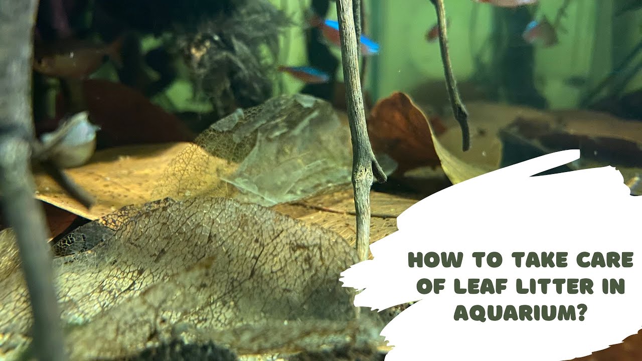 How to take care of Leaf Litter in Aquarium!?