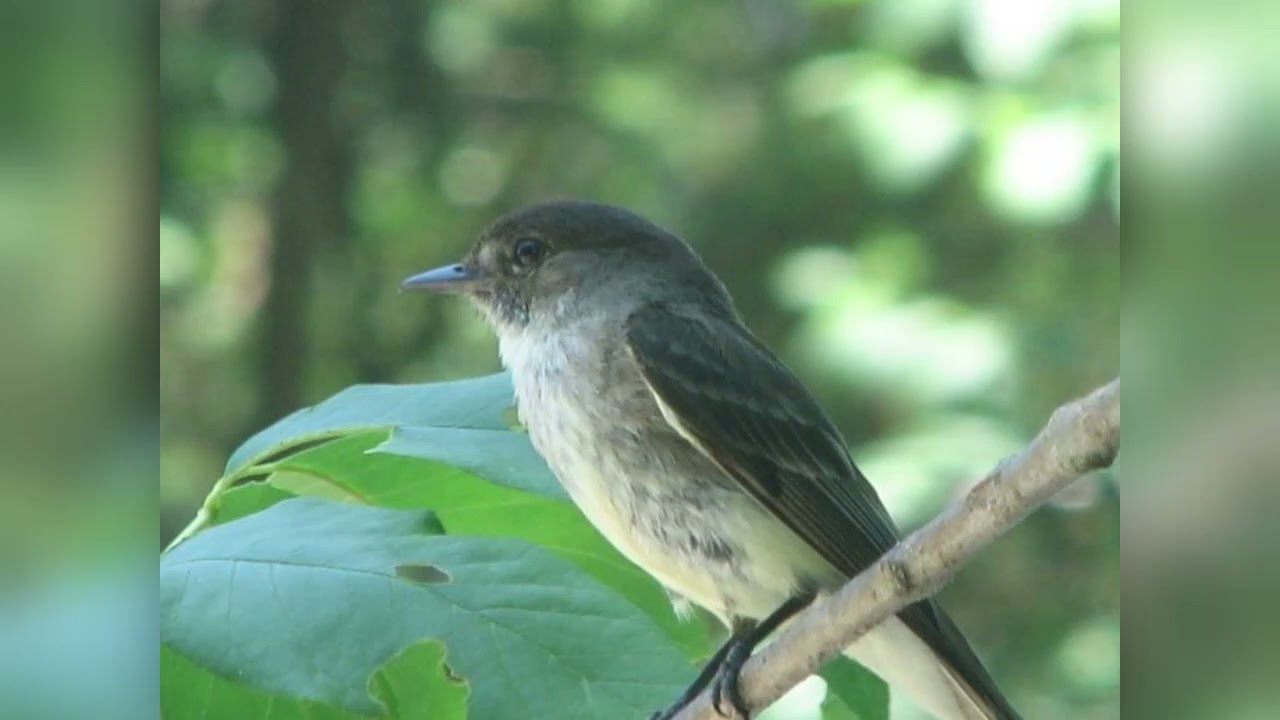 Hi yo - Little Bird