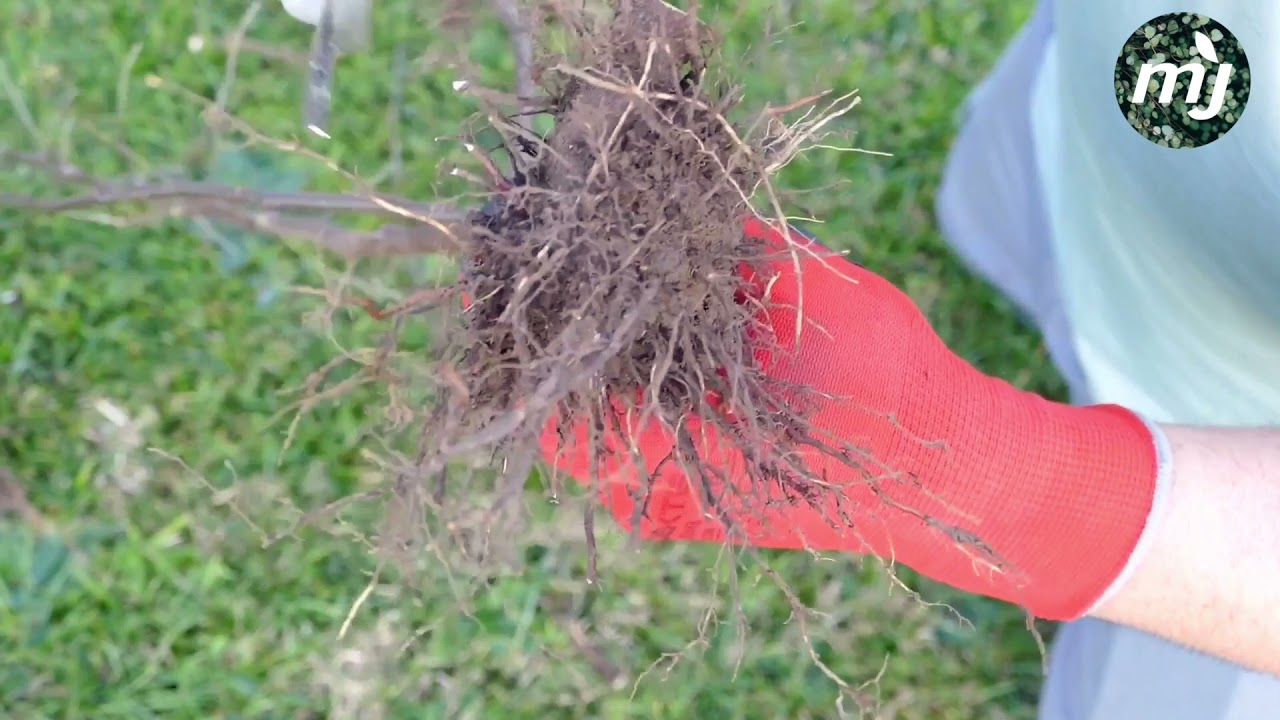 🌱  Cómo plantar a raíz desnuda 🌱