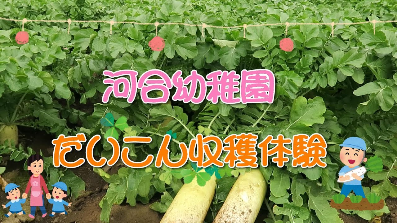 【河合幼稚園 】 ☆だいこん収穫体験☆