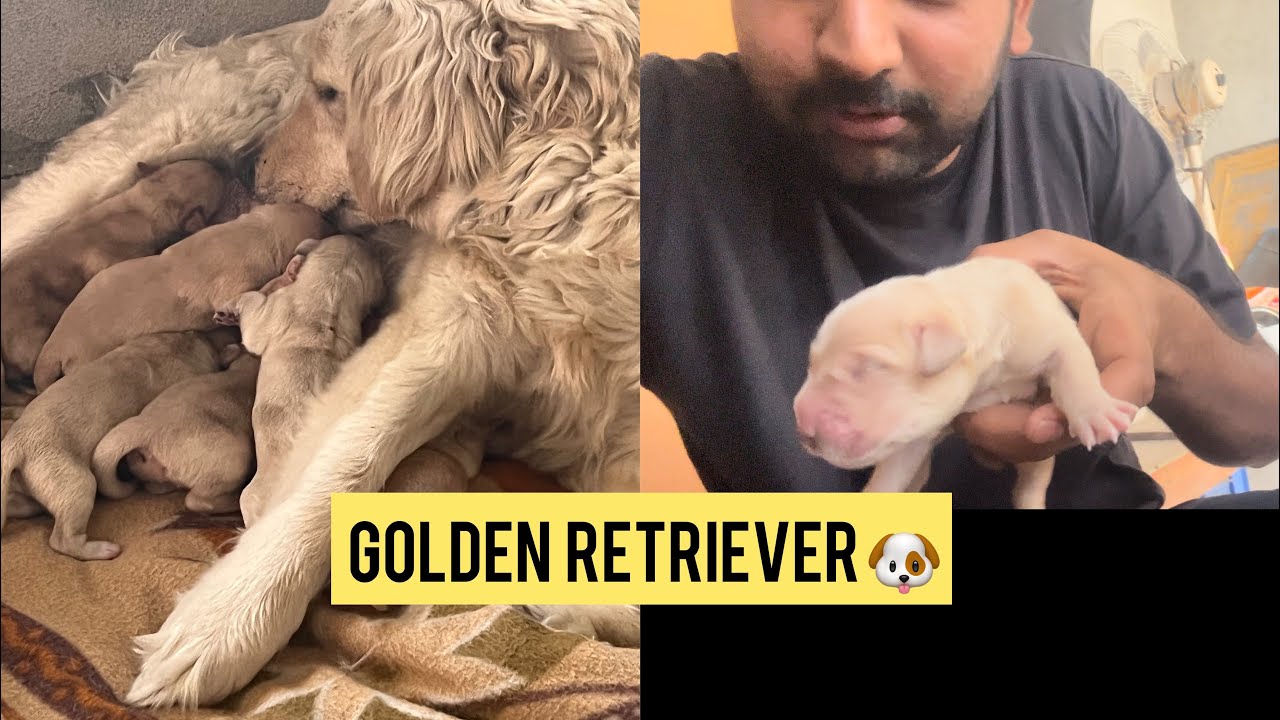 Golden retriever puppy || jodh anttal