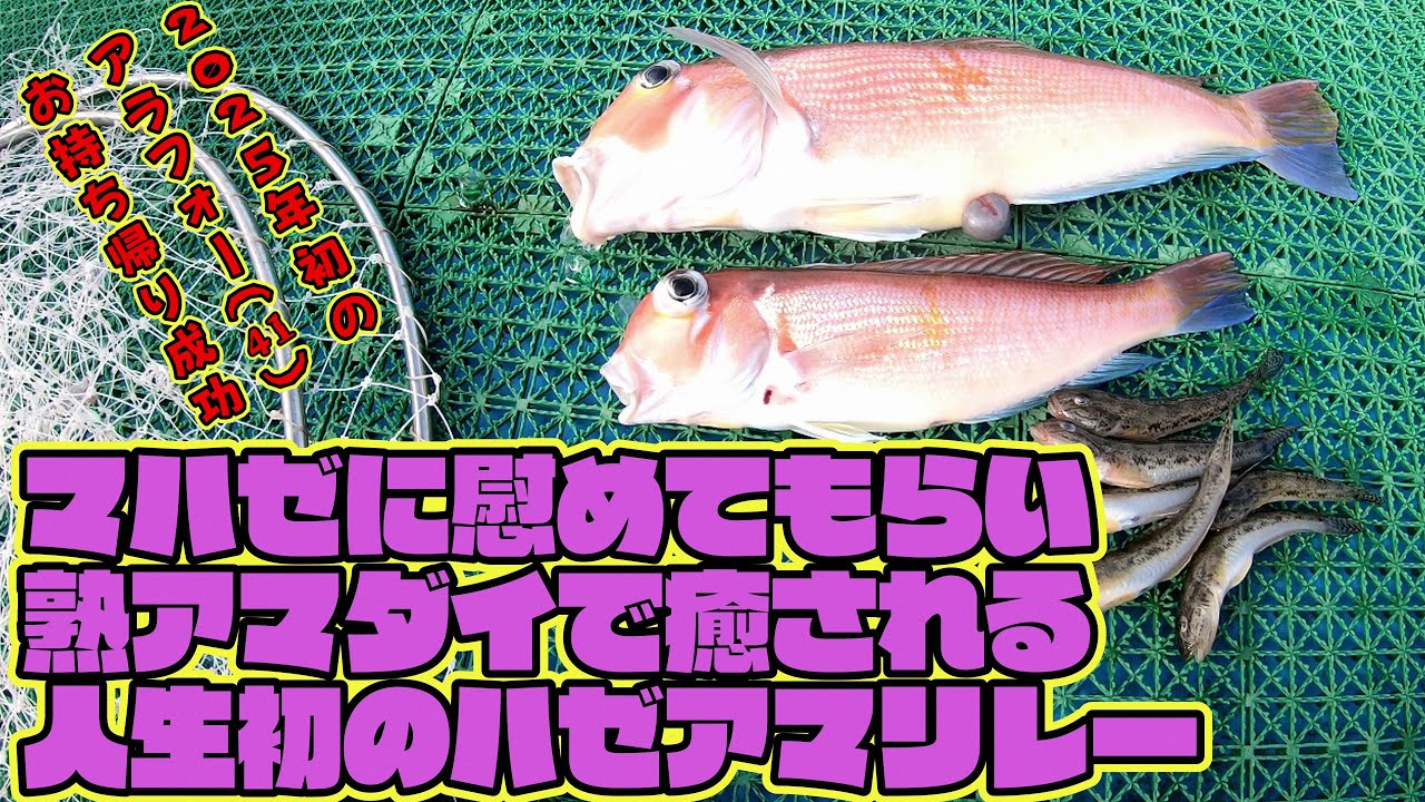 今季1匹目の熟アマダイ!!　アラフォー（41センチ）に癒してもらえたよ～でっぷり身厚な熟アマダイが大好きなのよ～（2025.10.18　 羽田・かみや LTアマダイ）