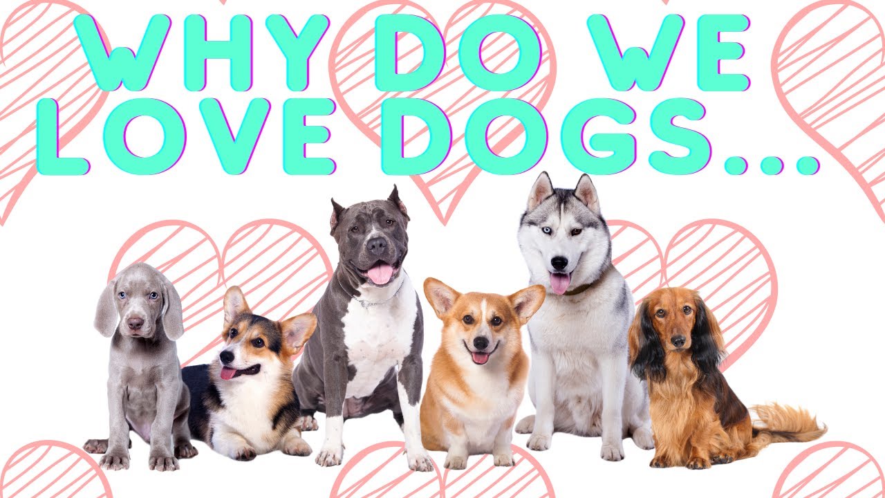 Exploring the Psychological Reasons Behind Human-Dog Bond: Why Humans Love Dogs