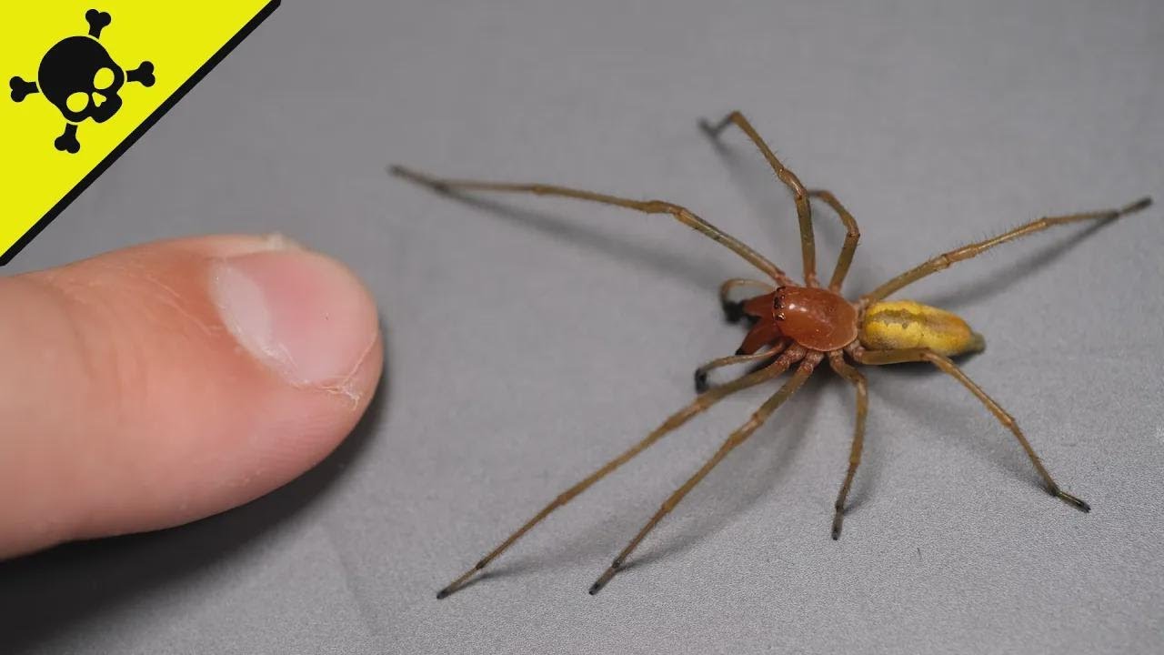 The Deadliest Spider in Poland!