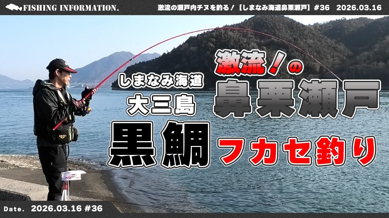 しまなみ海道大三島鼻栗瀬戸・激流の【チヌフカセ釣り】#2026.3.16 #36