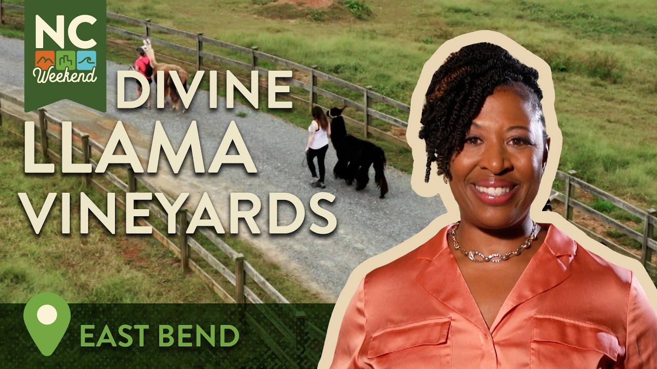 Divine Llama Vineyards - East Bend, NC | North Carolina Weekend
