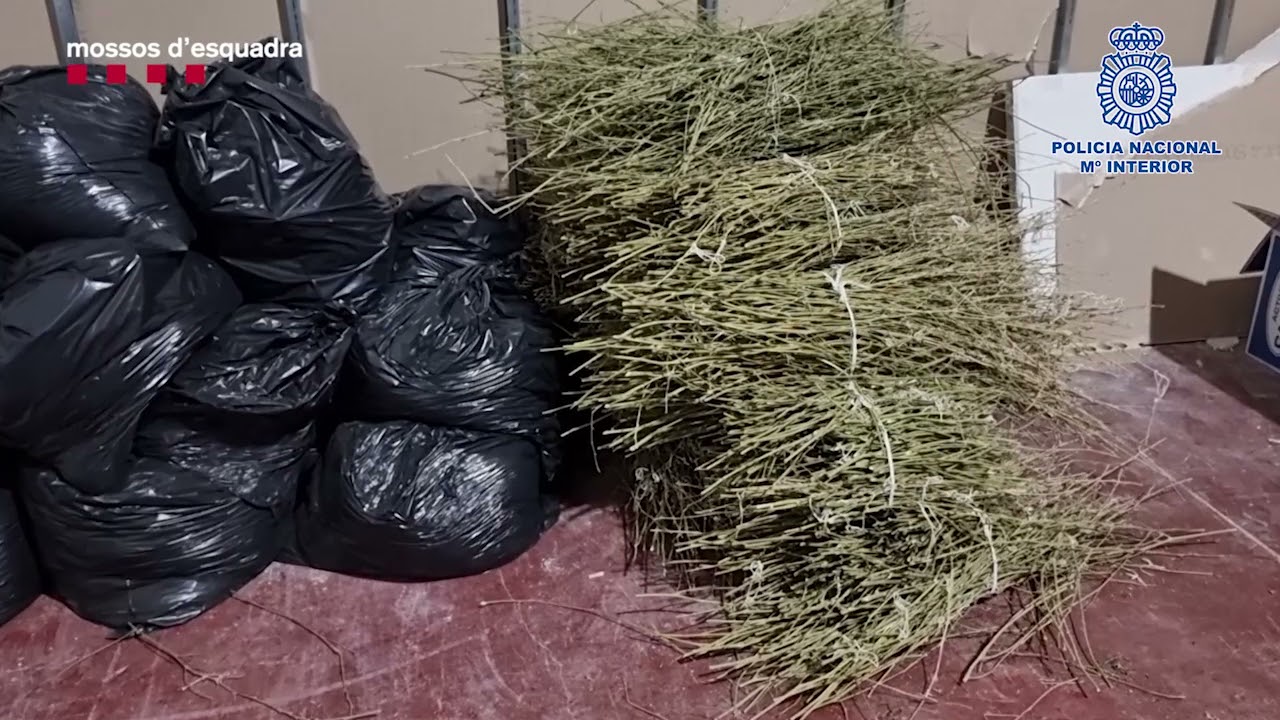 Desarticulado un entramado criminal de origen chino dedicado al tráfico internacional de marihuana
