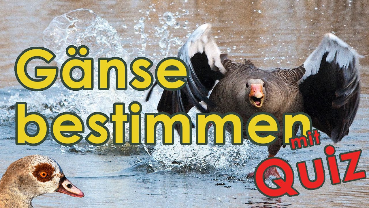Gänse bestimmen - Jägerprüfung (Federwild III)
