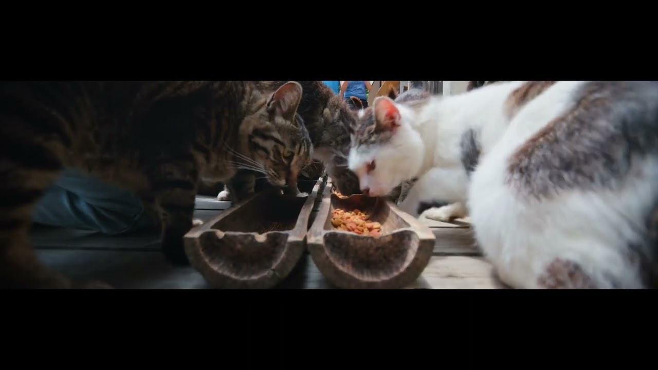 「猫に会える町」仙台・田代島（田代島）