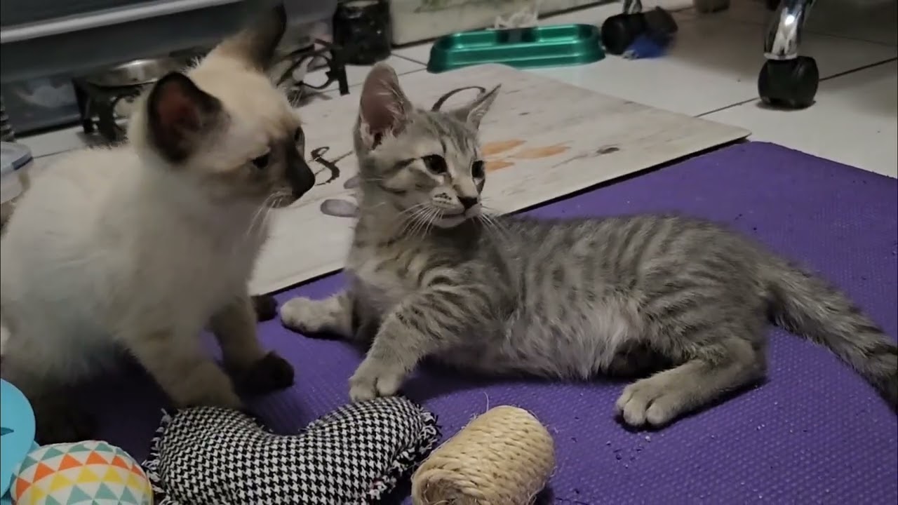 Want A Challenge? Try Keeping Up With 2 Month Old Kittens