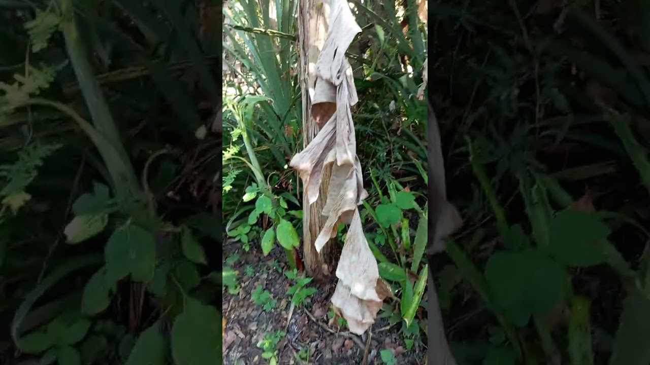 Cortando pi&ntilde;icos
