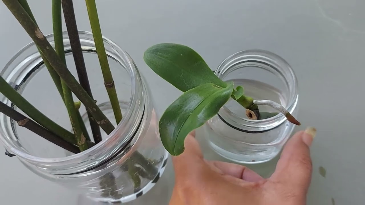 COMO ESTÃO AS MUDAS PRODUZIDAS PELAS HASTES FLORAIS DA ORQUÍDEA PHALAENOPSIS