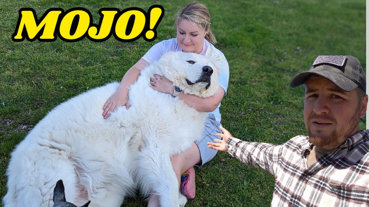Guard Dog Mojo Tried His Best To Warn Us!
