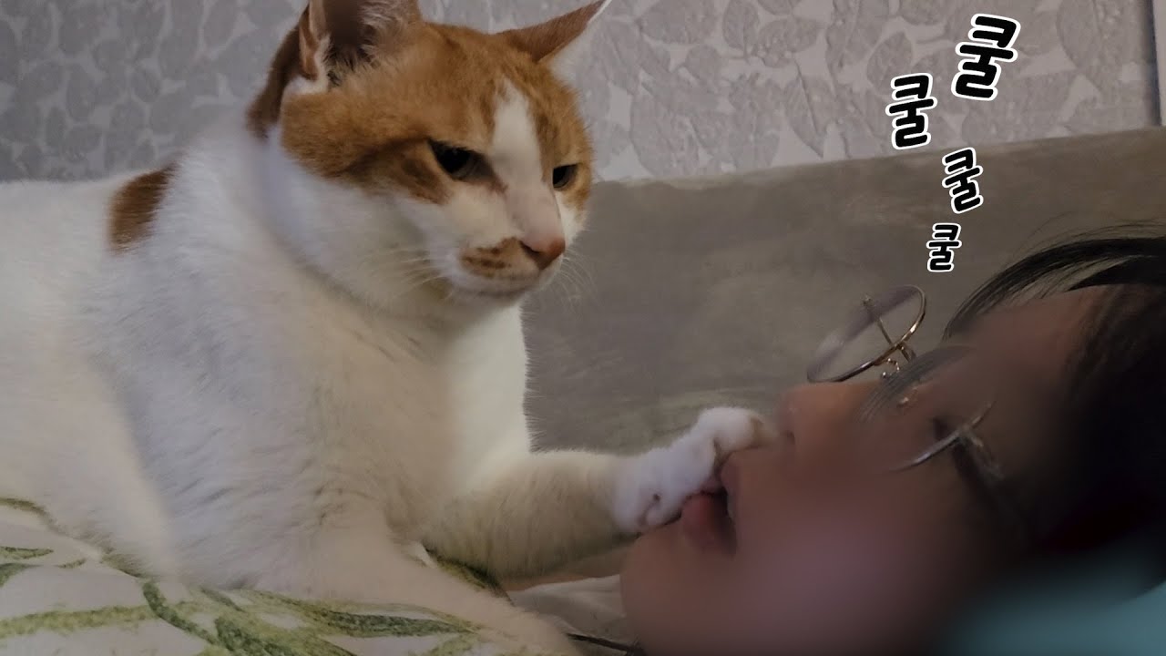 고양이가 엄마를 무조건 깨울 수 있는 방법