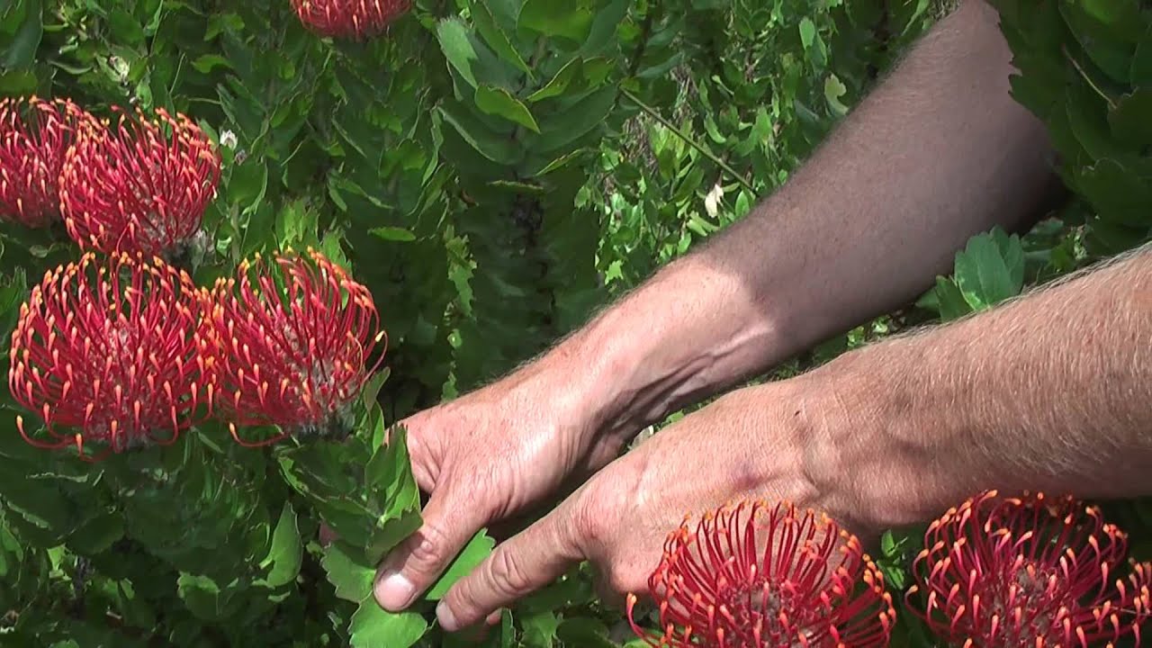 The silver-edge pincushion - a story of sugarbirds, ants and fire