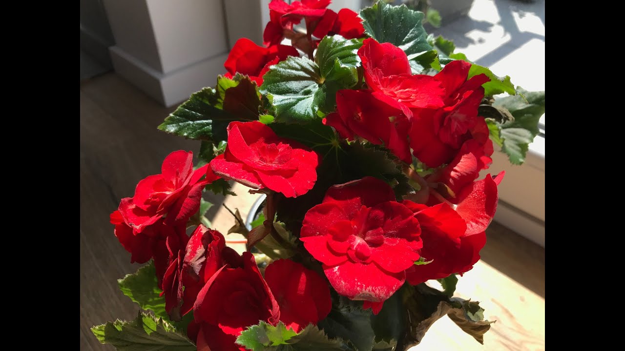 Come Moltiplicare Begonia da Foglia/Talea in Pochi Giorni