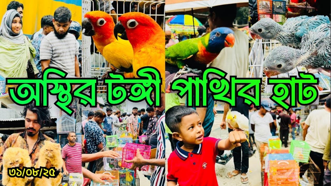 অস্থির টঙ্গী পাখির হাট | Tongi Bazar Pakhir Hat | Tongi Pakhir hat | টঙ্গী বাজার পাখির হাট #viral