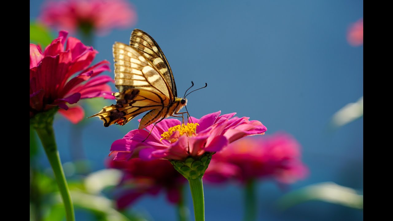 Nature Bliss: Relaxing Piano Music with Soothing Wildlife Scenes